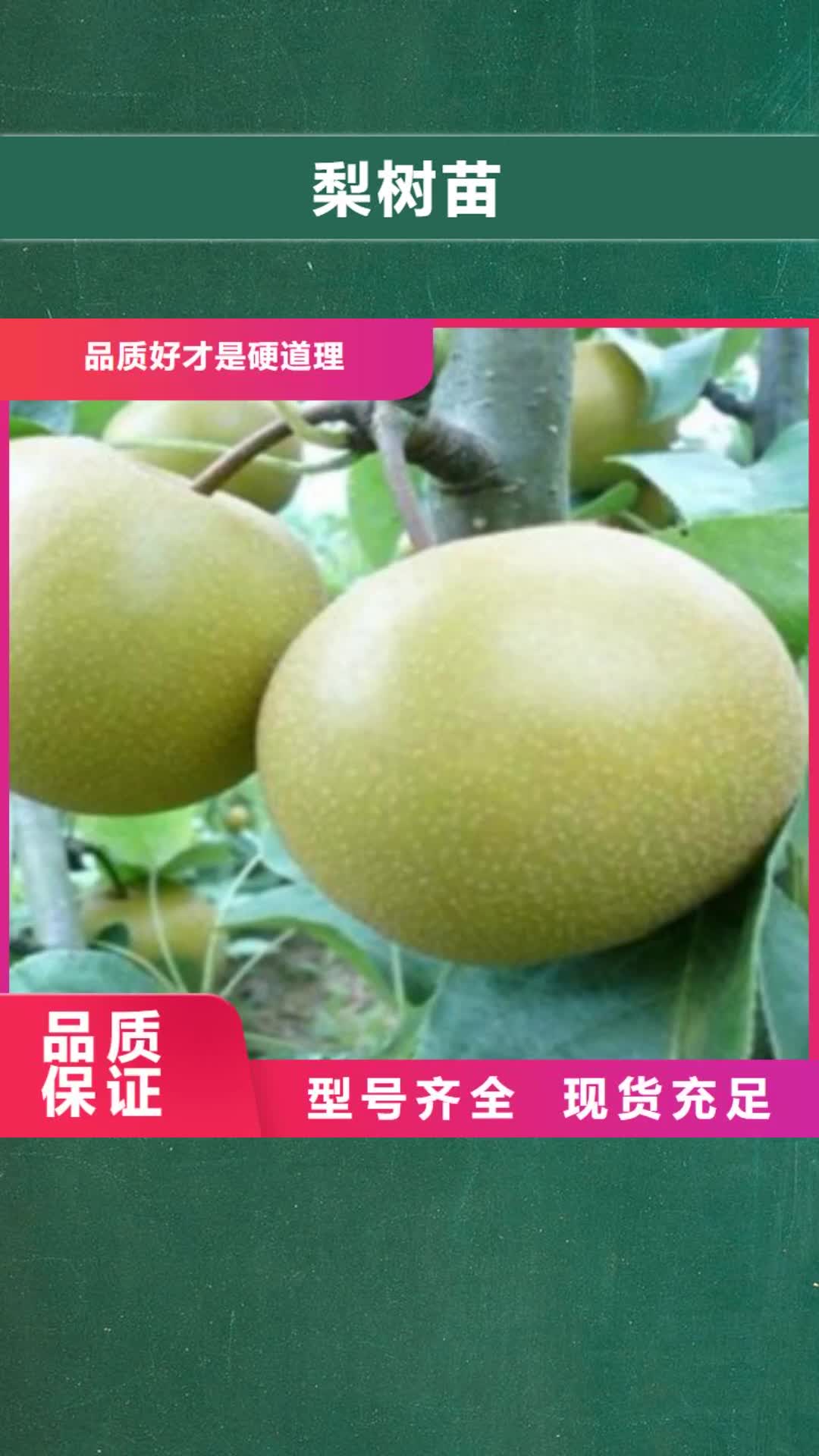 普洱【梨树苗】_花椒苗随到随提