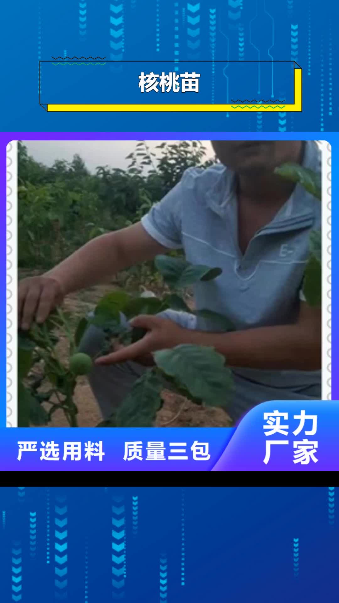 湛江【核桃苗】_蓝莓苗质量安心