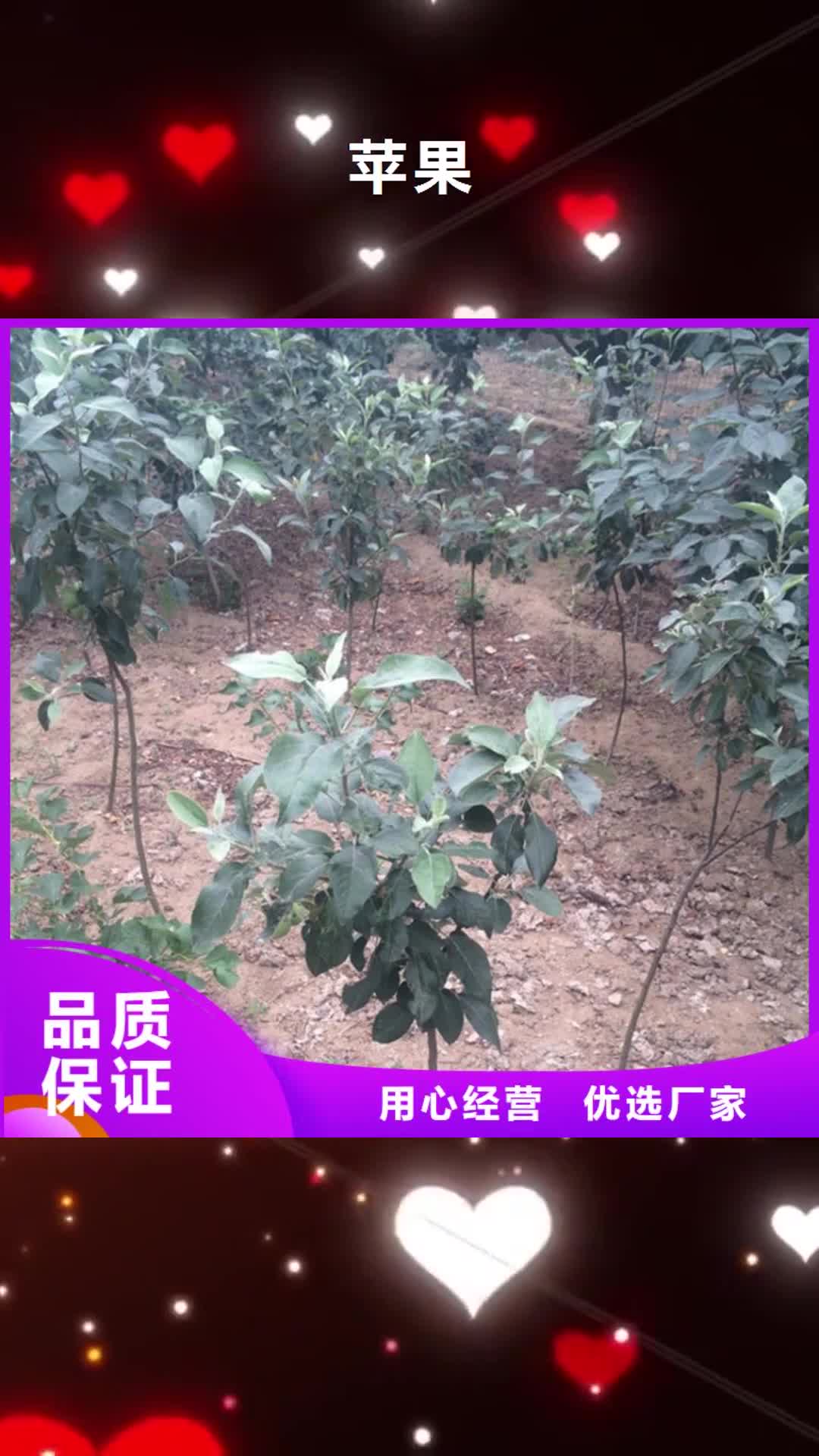 梅州【苹果】_樱桃苗专业完善售后