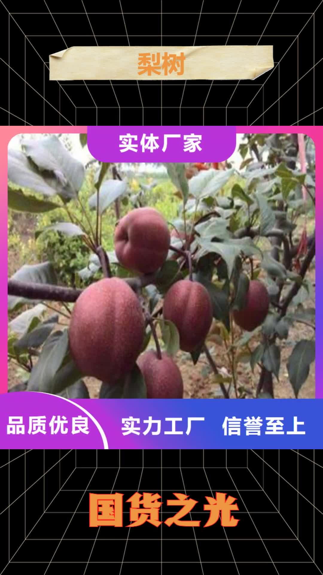【济南 梨树苹果苗厂家新品】