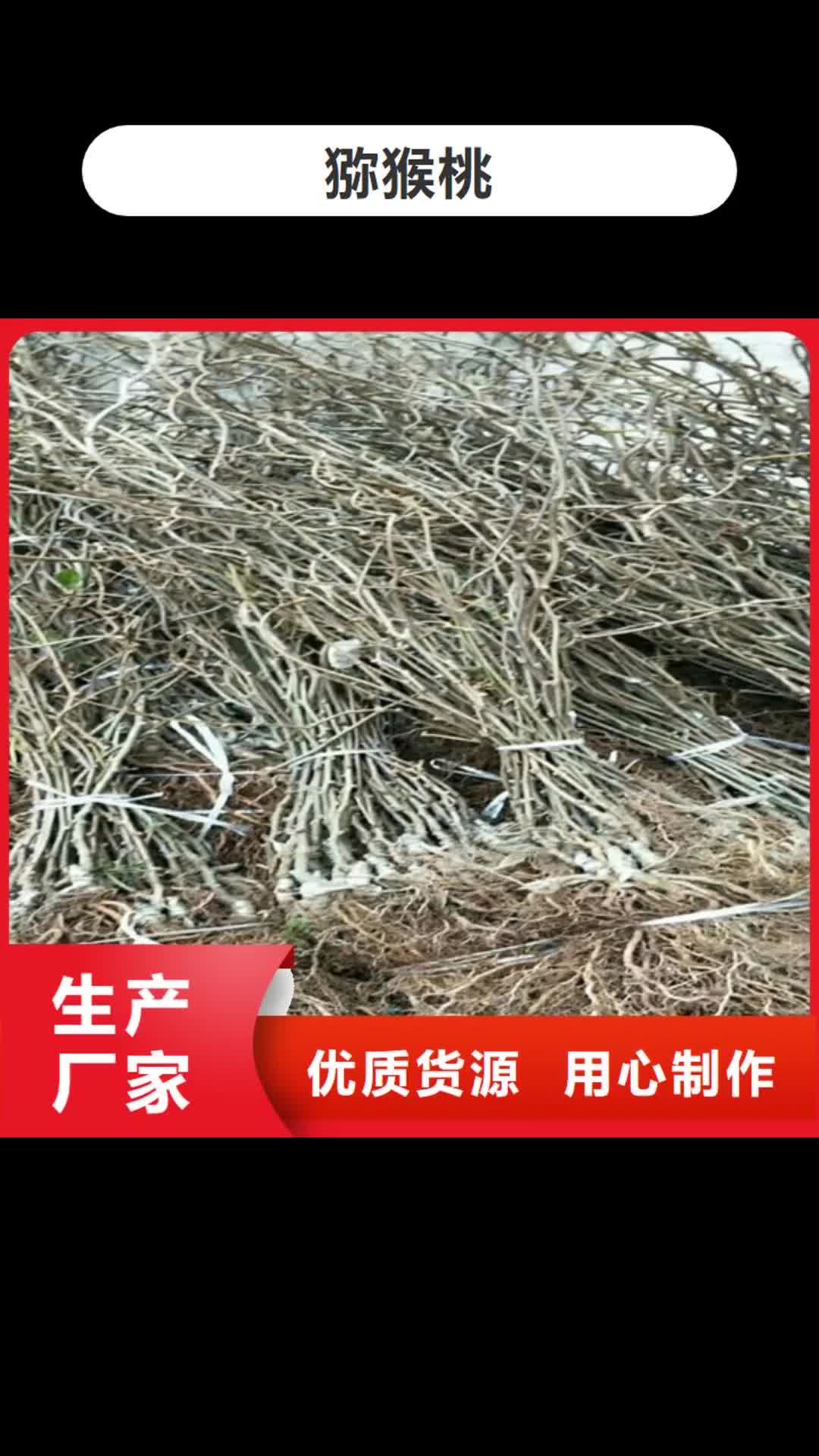 三门峡 猕猴桃-【猕猴桃苗】买的是放心