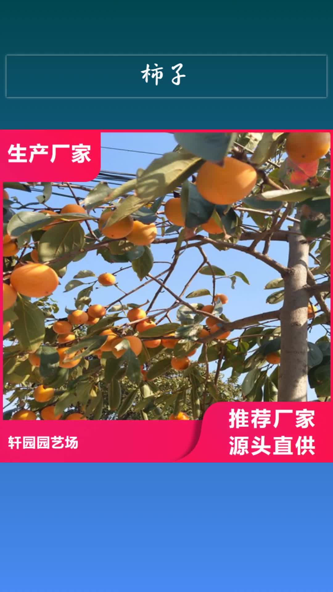 德宏【柿子】苹果苗工期短发货快