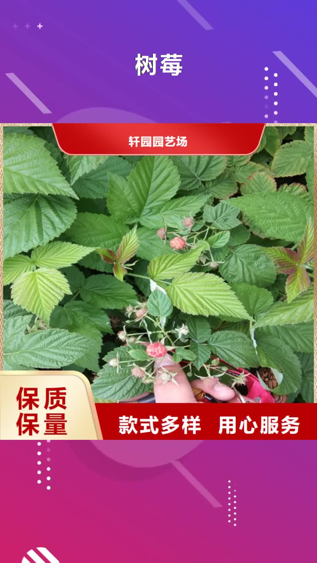 乌兰察布 树莓,【樱桃苗】工厂自营